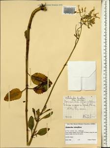 Kalanchoe densiflora Rolfe, Африка (AFR) (Эфиопия)