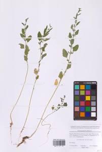 Марь белая L., Восточная Европа, Московская область и Москва (E4a) (Россия)