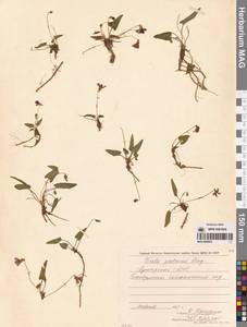 Фиалка Патрэна Ging., Кавказ, Грузия (K4) (Грузия)