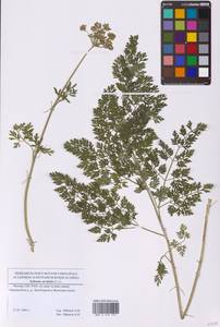 Гирча тминолистная (L.) L., Восточная Европа, Московская область и Москва (E4a) (Россия)