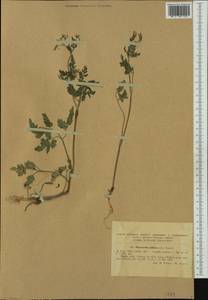 Chaerophyllum nodosum (L.) Crantz, Западная Европа (EUR) (Румыния)