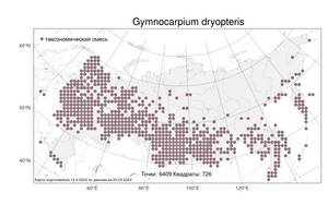 Gymnocarpium dryopteris, Голокучник обыкновенный (L.) Newman, Атлас флоры России (FLORUS) (Россия)