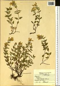 Шлемник приземистый L., Восточная Европа, Центральный лесостепной район (E6) (Россия)