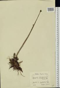Hylotelephium maximum subsp. ruprechtii (Jalas) Dostál, Восточная Европа, Восточный район (E10) (Россия)