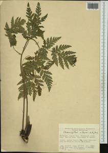 Chaerophyllum villarsii W. D. J. Koch, Западная Европа (EUR) (Швейцария)