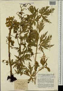 Aconitum variegatum subsp. nasutum (Fischer ex Rchb.) Götz, Кавказ, Ставропольский край, Карачаево-Черкесия, Кабардино-Балкария (K1b) (Россия)