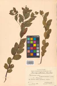 Флюгея полукустарниковая (Pall.) Baill., Сибирь, Дальний Восток (S6) (Россия)