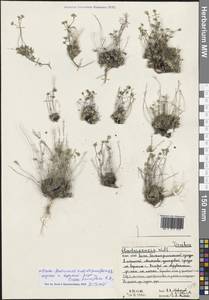 Крупка фладницийская Wulfen, Восточная Европа, Северный район (E1) (Россия)