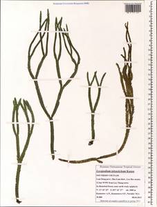Phlegmariurus tetrastichus (Kunze) A. R. Field & Bostock, Зарубежная Азия (ASIA) (Вьетнам)
