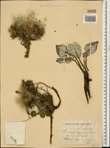 Jurinea moschus subsp. moschus, Кавказ, Краснодарский край и Адыгея (K1a) (Россия)