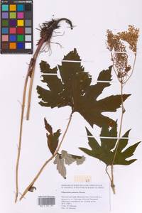 Filipendula digitata (Willd.) Bergmans, Сибирь, Дальний Восток (S6) (Россия)