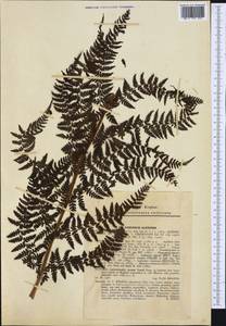 Pseudathyrium alpestre subsp. alpestre, Западная Европа (EUR) (Словакия)
