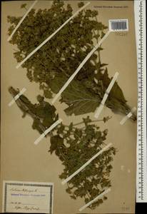 Шалфей эфиопский L., Кавказ, Грузия (K4) (Грузия)