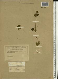 Яснотка стеблеобъемлющая L., Восточная Европа, Волжско-Камский район (E7) (Россия)