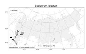 Bupleurum falcatum, Володушка серповидная L., Атлас флоры России (FLORUS) (Россия)