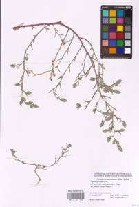 Corispermum squarrosum L., Восточная Европа, Восточный район (E10) (Россия)