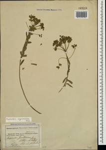 Молочай Сегье Neck., Крым (KRYM) (Россия)