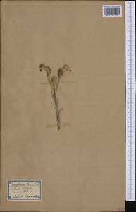 Cynoglossum cheirifolium, Западная Европа (EUR) (Испания)
