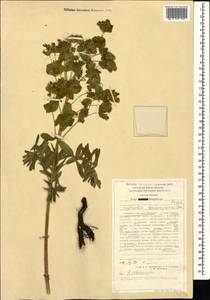 Euphorbia saratoi Ardoino, Кавказ, Ставропольский край, Карачаево-Черкесия, Кабардино-Балкария (K1b) (Россия)