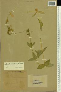 Stellaria aquatica (L.) Scop., Восточная Европа, Восточный район (E10) (Россия)