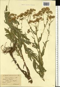 Jacobaea erucifolia subsp. grandidentata (Ledeb.) V. V. Fateryga & Fateryga, Восточная Европа, Нижневолжский район (E9) (Россия)