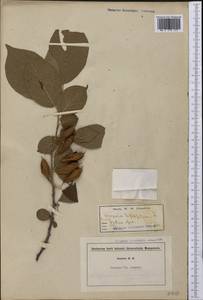 Halesia tetraptera J.Ellis, Америка (AMER) (США)
