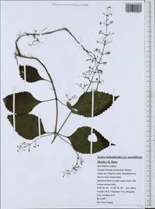 Isodon lophanthoides (Buch.-Ham. ex D.Don) H.Hara, Зарубежная Азия (ASIA) (КНР)