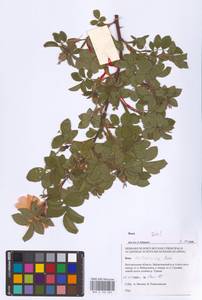 Шиповник бальзамический Besser, Восточная Европа, Центральный лесостепной район (E6) (Россия)