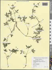 Герань сибирская L., Кавказ, Ставропольский край, Карачаево-Черкесия, Кабардино-Балкария (K1b) (Россия)