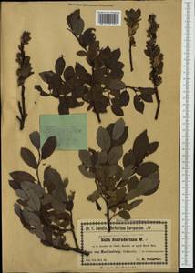 Salix bicolor Ehrh. ex Willd., Западная Европа (EUR) (Германия)