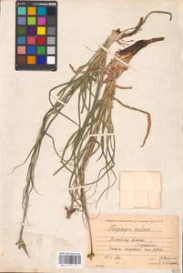 Козлобородник луговой L., Восточная Европа, Московская область и Москва (E4a) (Россия)