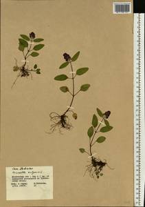 Черноголовка обыкновенная L., Восточная Европа, Московская область и Москва (E4a) (Россия)