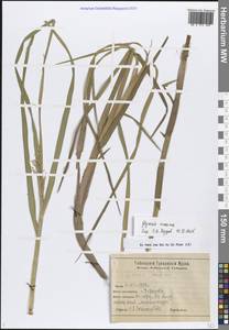 Манник большой (Hartm.) Holmb., Сибирь, Западная Сибирь (S1) (Россия)