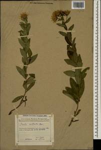 Pentanema asperum (Poir.) G.V.Boiko & Korniy., Кавказ, Азербайджан (K6) (Азербайджан)