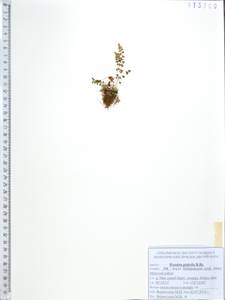 Вудсия головатая, Вудсия гладковатая R.Br., Сибирь, Дальний Восток (S6) (Россия)