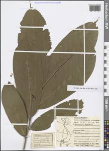 Lithocarpus tubulosus (Hickel & A.Camus) A.Camus, Зарубежная Азия (ASIA) (Вьетнам)