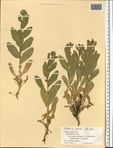 Клоповник крупковидный L., Восточная Европа, Центральный лесостепной район (E6) (Россия)