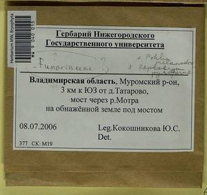 Funaria hygrometrica Hedw., Гербарий мохообразных, Мхи - Центральное Нечерноземье (B6) (Россия)
