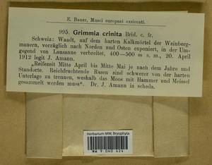 Grimmia crinita Brid., Гербарий мохообразных, Мхи - Западная Европа (BEu) (Швейцария)