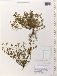 Vicia lentoides (Ten.) Coss. & Germ., Кавказ, Краснодарский край и Адыгея (K1a) (Россия)