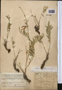Rhaponticoides ruthenica (Lam.) M.V.Agab. & Greuter, Средняя Азия и Казахстан, Западный Тянь-Шань и Каратау (M3) (Киргизия)