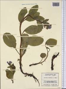 Mertensia virginica (L.) Pers. ex Link, Америка (AMER) (США)