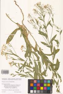 Жерушник австрийский (Crantz) Besser, Восточная Европа, Центральный лесостепной район (E6) (Россия)