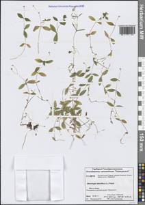 Мерингия бокоцветковая (L.) Fenzl, Сибирь, Центральная Сибирь (S3) (Россия)