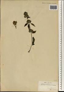 Ruellia, Африка (AFR) (Сан-Томе и Принсипи)