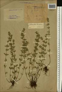 Пахучка полевая, Щебрушка полевая (L.) Kuntze, Восточная Европа, Восточный район (E10) (Россия)