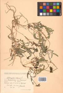 Астрагал альпийский L., Сибирь, Дальний Восток (S6) (Россия)