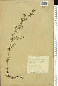 Подмаренник мягкий L., Восточная Европа, Северный район (E1) (Россия)