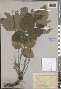 Земляника мускусная Duchesne, Восточная Европа, Московская область и Москва (E4a) (Россия)