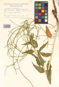 Вечерница печальная L., Восточная Европа, Молдавия (E13a) (Молдавия)